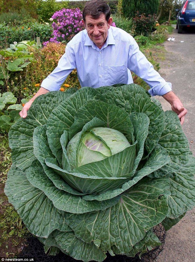 cabbage seed in Seeds & Bulbs