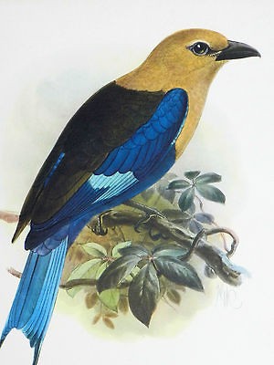   LITHO PRINT BLUEBELLIED ROLLER   HANHART IMP.   MORRIS & BENDIEN NY