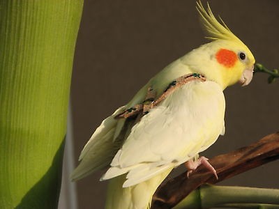 Cockatiel Bird Harness Leash / Veg Tan Leather