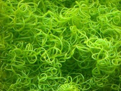   Chaeto Macro Algae Live Coral reef tank aquarium saltwater fish