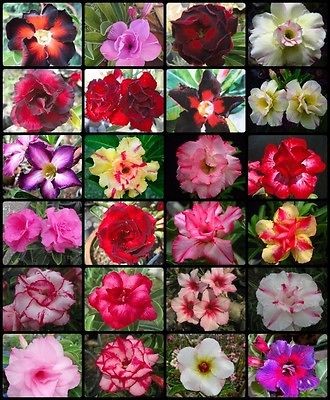 Adenium Obesum Desert Rose MIXED 24 TYPE 1000 Seeds Fresh Rare