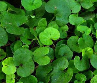 DICHONDRA Dichondra Repens Groundcover   3,000 Bulk Flower Seeds