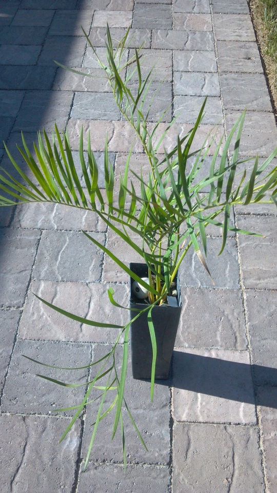 Macrozamia Moorei ICE BLUE CYCAD NURSERY 7 Yrs Old Rare Encephalartos 