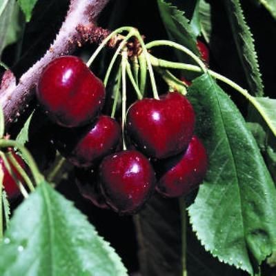 cherry tree in Flowers, Trees & Plants