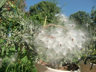   Southern Star, Blue Star, Oxypetalum caeruleum 100 seeds 