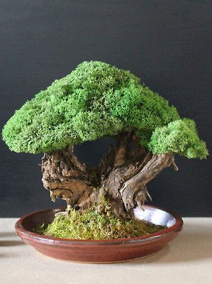 Wisebliss Biobonsai Bonsai Evergreen Plant Real Ceramic Dish Indoor