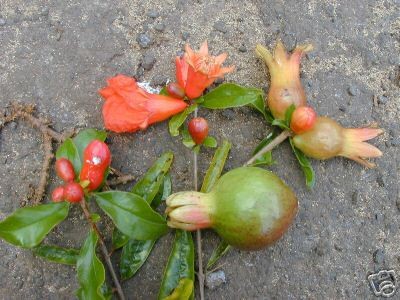 pomegranate trees in Trees