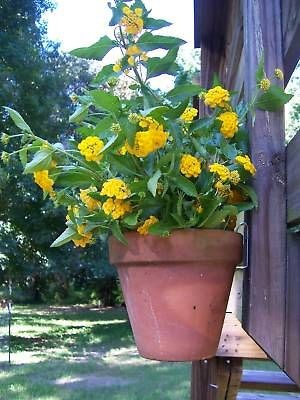 clay flower pots in Planters, Pots & Window Boxes