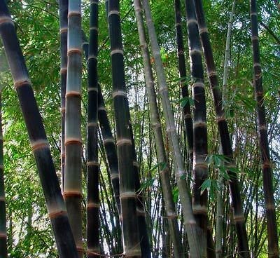 bamboo seeds in Flowers, Trees & Plants