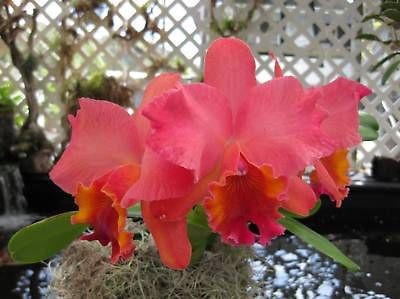 BIN Slc. Jewelers Art Waiomao PlumFragrant cattleya