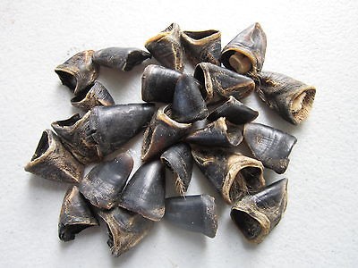 25 DEER DEW CLAWS CRAFTS COYOTE TEETH TAXIDERMY POW WOW