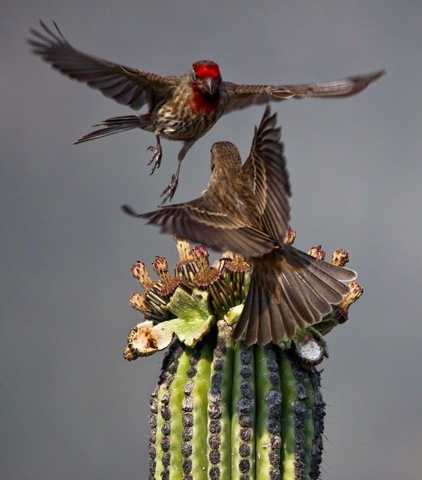 cereus cactus in Plants