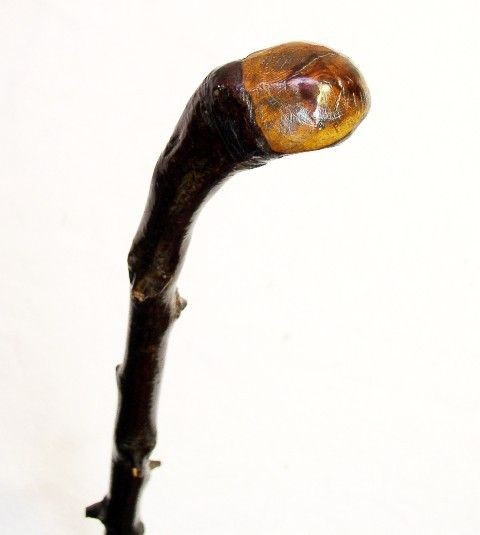   Irish Blackthorn Shillelagh Cane Walking Stick Great Burl Handle