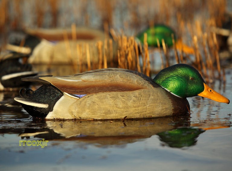 Sporting Goods  Outdoor Sports  Hunting  Decoys