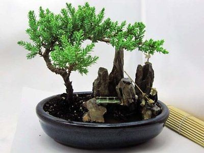   Tree Zen Garden With Pool Fishman Nice Gift Indoor/Outdoo Best