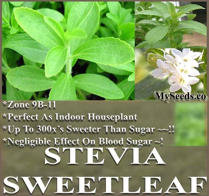 100+ STEVIA REBAUDIANA HERB SEEDS ~ SUGAR LEAF or SWEET LEAF ~ sugar 