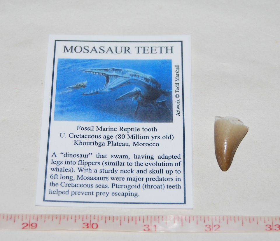 Mosasaur Dinosaur Tooth Fossil w/ Color Label
