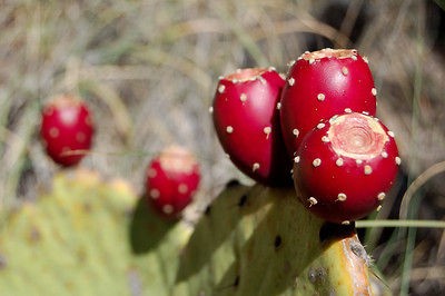 x50 FRESH Opuntia Cactus Seeds Tortoise From Canary Islands Cacti 
