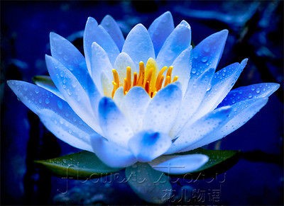   Seed ★ 10 Lotus Fairy Flower Color Aquatic Plants Blue Flower Lucky