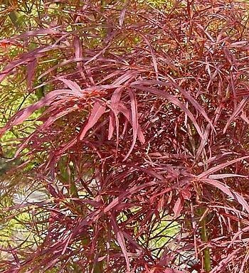 Ribbon Leaf Japanese Maple 5 Seeds   Acer   Bonsai