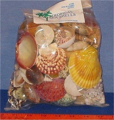 4BAGS) BULK, 400+,ASSORTED SHELLS,CRAFT SUPPLY,SHELL CRAFT,SEASHELLS 