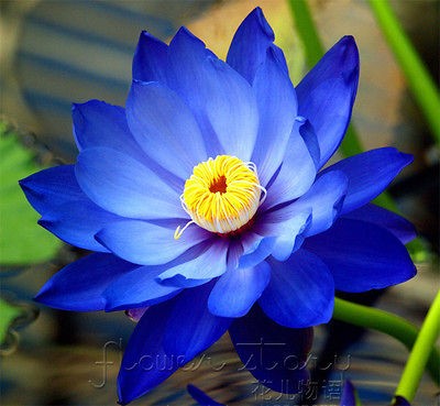 Pack 10+ Flower Seeds Lotus Beautiful Blue Moon Flower Home Garden 