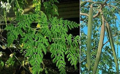 moringa tree in Flowers, Trees & Plants