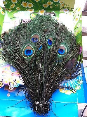 peacock feathers in Feathers