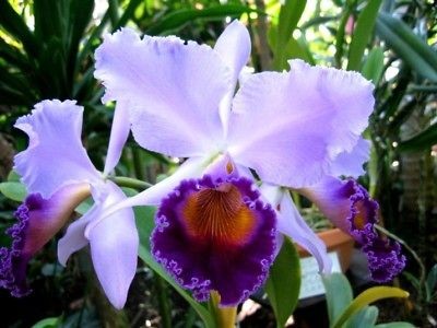 BIN Lc. Dinard Blue Heaven Big Blue Cattleya AM/AOS