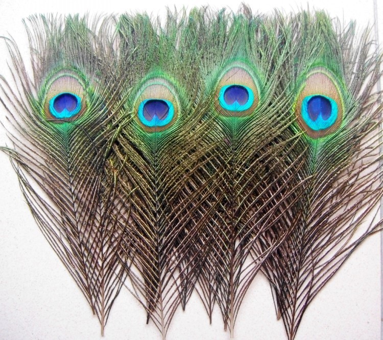 peacock feathers in Feathers