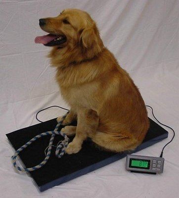 pet scale in Business & Industrial