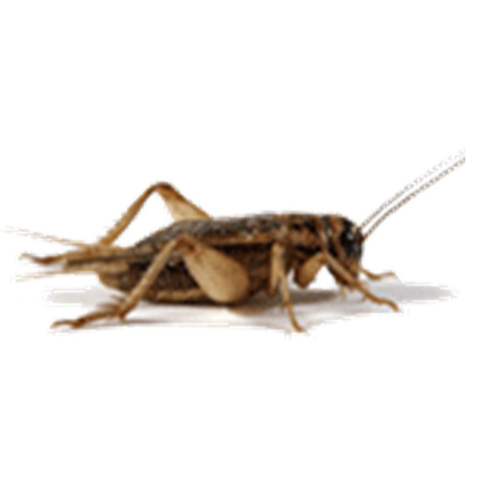 live crickets in Reptile Supplies