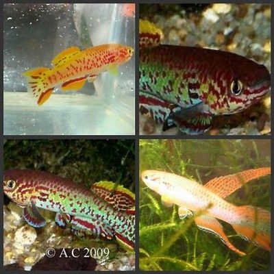 Killifish eggs 3 species 30 + eggs Tropical fish