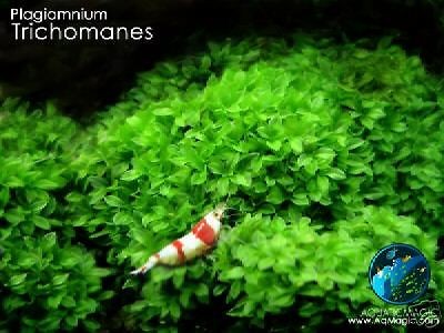 crystal red shrimp in Crabs, Snails & Algae Eaters