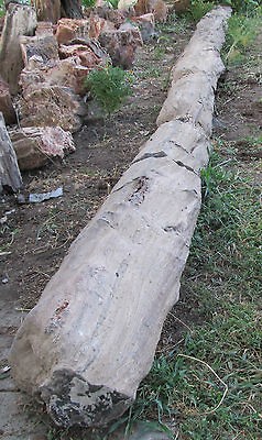 Petrified Wood 20 Ft. Long Complete Tree Woodworth​ia Arizona