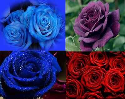 BLUE ROSE RED ROSE PURPLE ROSE 15 SEEDS 5 OF EACH AL1985SC ROSE BUSH