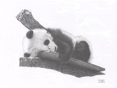 Baby Panda Cub Wildlife Art Pencil Drawing Picture Limited Edition On Popscreen