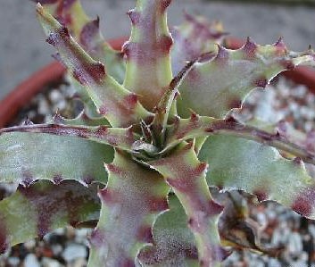 Hechtia Sp Tehuacan seeds rare bromeliad succulent cactus~Not hetchia 