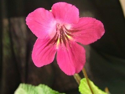 streptocarpus in Houseplants