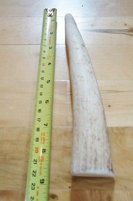 WY ELK TINE Antler/dog chew horn shed deer vegan crafts natural 