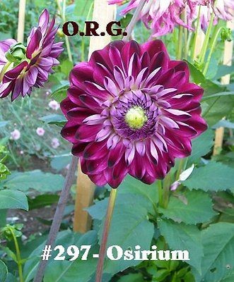 dahlias in Yard, Garden & Outdoor Living