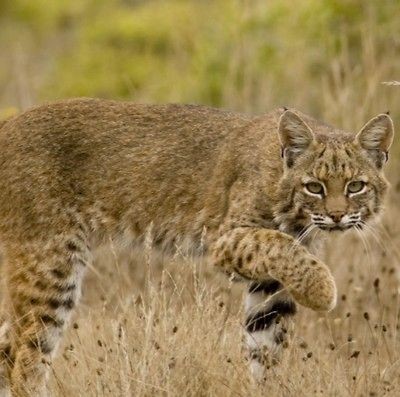 Trophy Bobcat Hunt / So Texas 2 Nights Lodging Varmint Hunting Coyote 