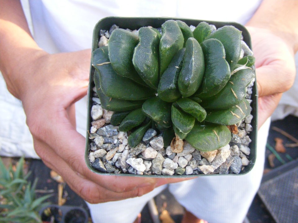 Haworthia truncata x maughanh Succulent RARE