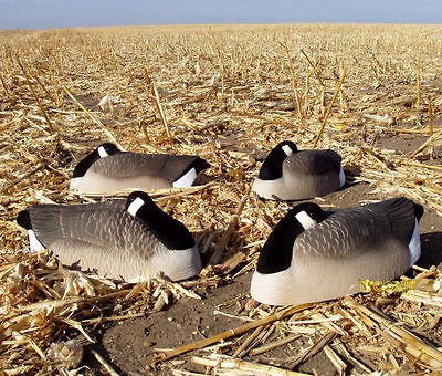 DAKOTA X TREME SLEEPER SHELLS CANADA GOOSE FLOCKED HEADS TAILS DECOYS 