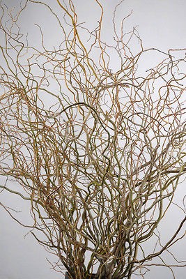 TEN 2 3 FT. DRIED CURLY WILLOW BRANCHES LAST FOR YEARS  NATURAL 