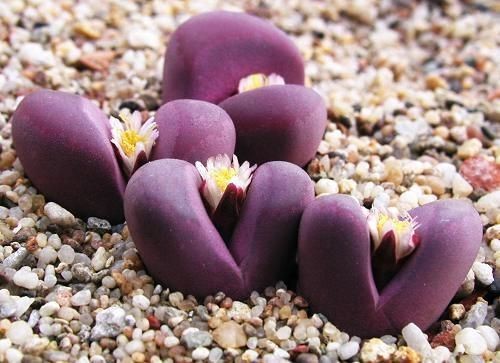 Lithops Optica RUBRA rare mesembs exotic succulent living stones 
