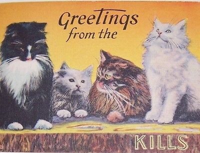   from the Kills Catskills POSTCARD   4 cats   Haines Falls NY