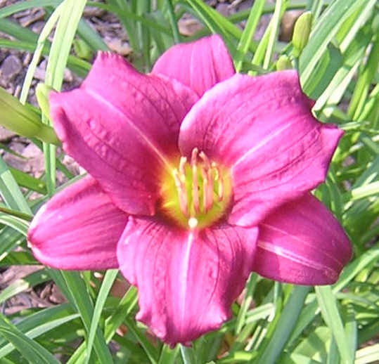 Daylily RASPBERRY PIXIE Mini small red purple hemerocallis Perennial 