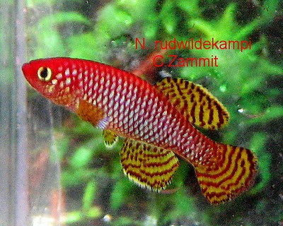 notho ruudwild ekampi killifish killiefish eggs  9