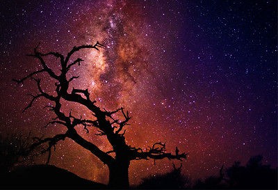 tree of the universe peter lik  3000